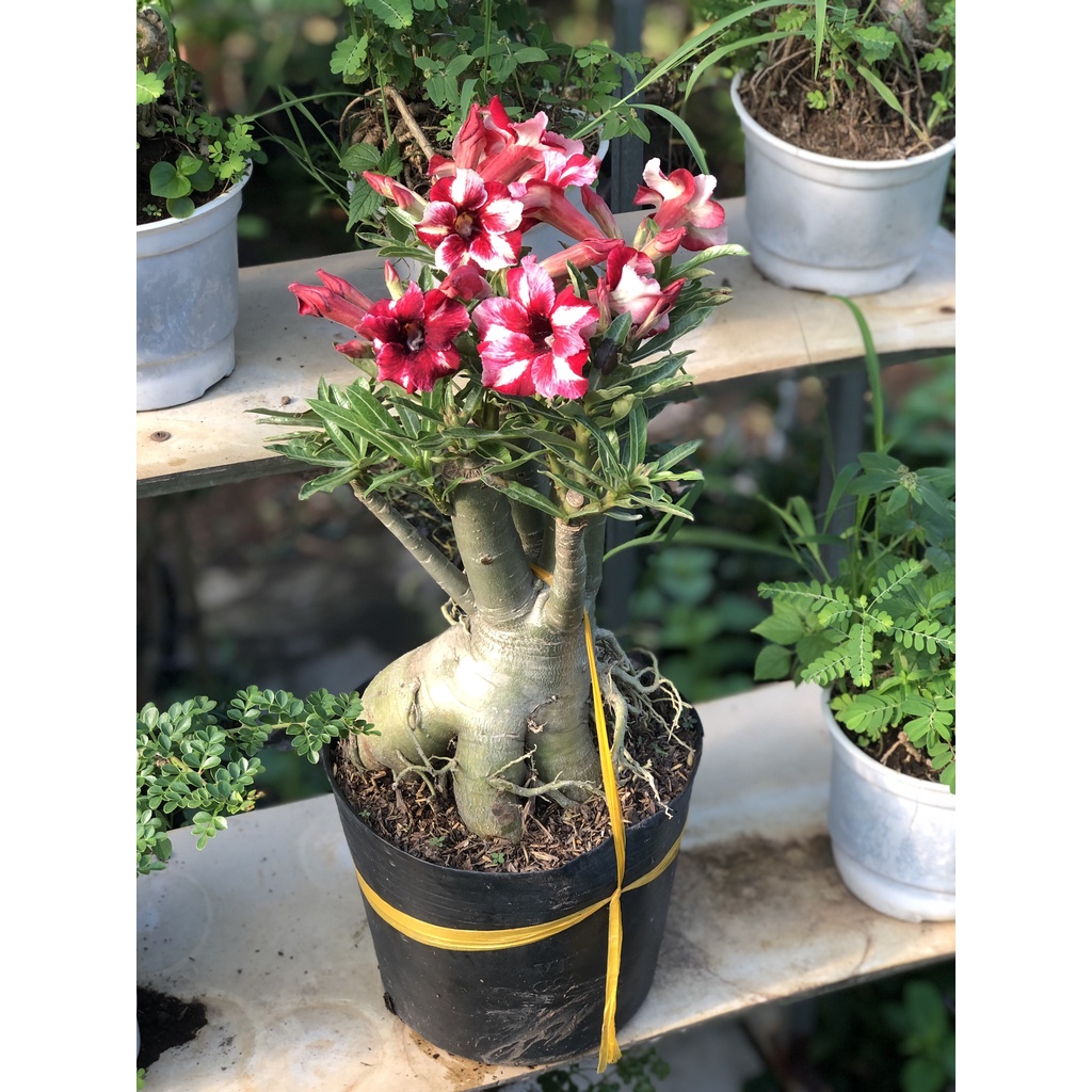 Chậu sứ Thái hoa màu đỏ trắng