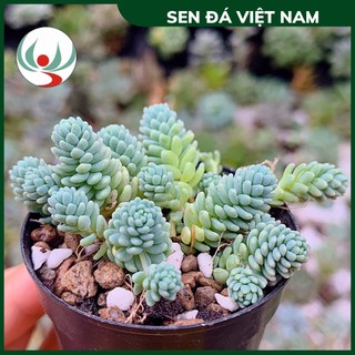[FREESHIP] Sen Đá Sedum Hoa Hồng Xanh Size 4-6cm, XUẤT XỨ VIỆT NAM, ĐÃ THUẦN KHÍ HẬU, SIÊU KHOẺ ĐẸP, Lỗi 1 ĐỔI 1