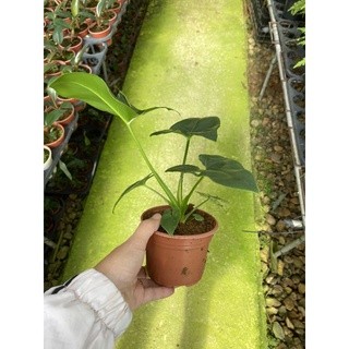 chậu philodendron geoldii