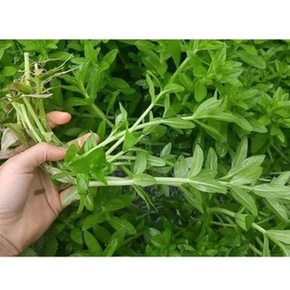 Hạt giống rau Ngổ 200hạt