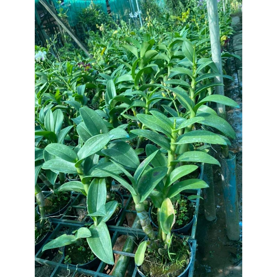 HOA LAN THỎ BAN MAI