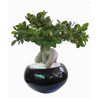 Cây si nhật siêu lùn bon sai mini để bàn siêu đẹp