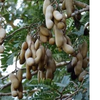 Chậu cây me thái giống ( cao 40-70cm )