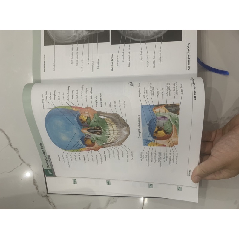 Sách - Atlas giải phẫu người