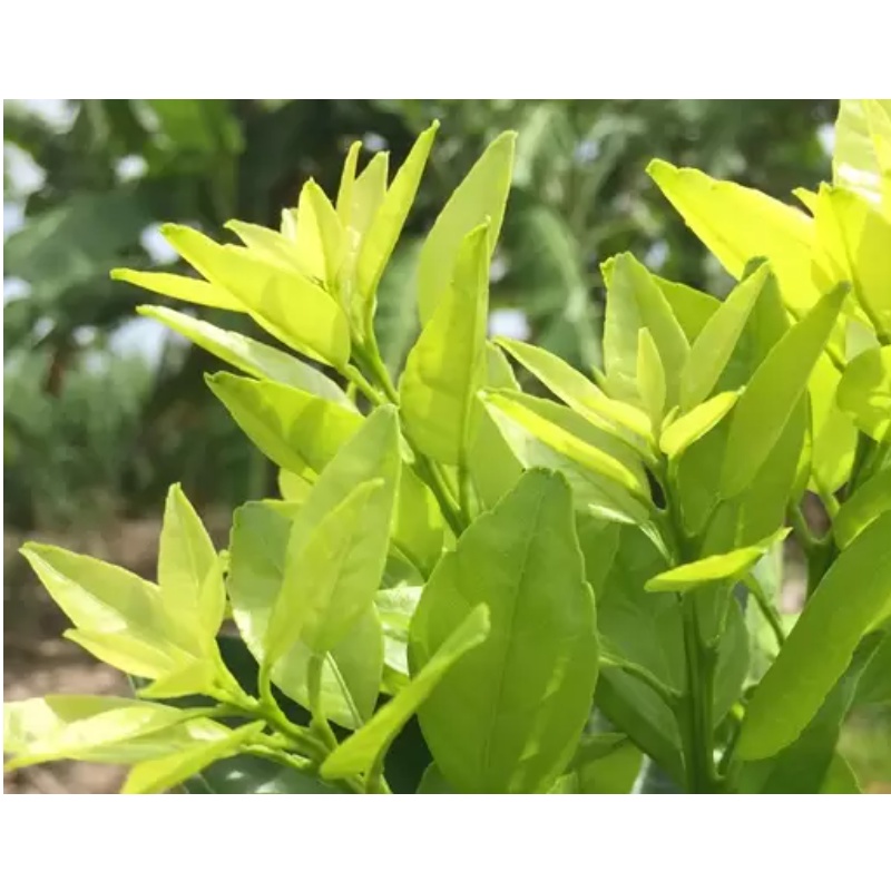 Phân bón lá sinh học Kelpit - 100% Rong Biển - Kích rể, vọt đọt cho Hoa Hồng, Hoa Lan và cây trồng khác
