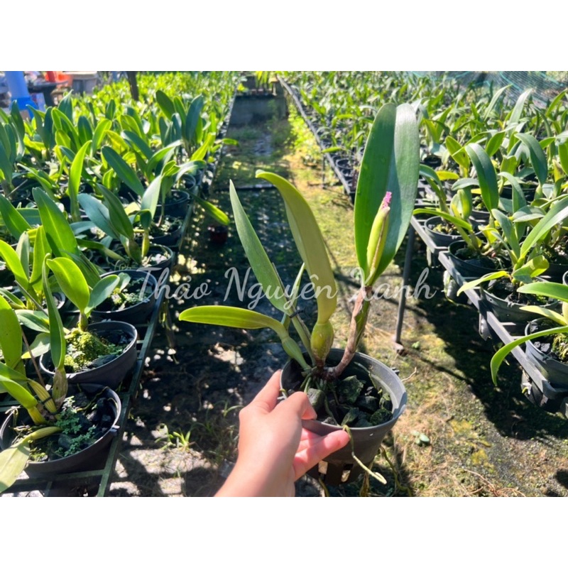 Cattleya hoa đại mã TN-03