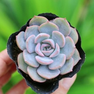 Sen đá viền tím 5-7cm - Vườn sen đá