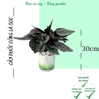 Cây đuôi công sọc trồng chậu sứ tráng men, Cao 30cm thích hợp để bàn