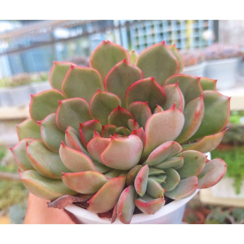 Sen đá Bông Hồng Đỏ - Hư 1 đổi 1- Cây cảnh trang trí- HOA ĐÁ shop