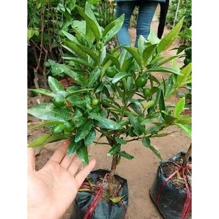 Cây Giống Tắc Thái trái dài (tắc ngọt vỏ rất thơm)