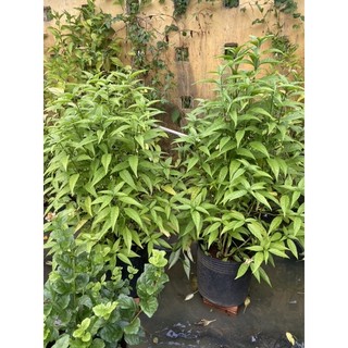 Chậu hoàn ngọc trắng (size chậu c6)