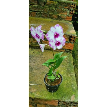 den dro chớp enobi (chớp sữa) cây nhú nụ hoa tết