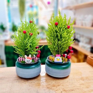 Tùng thơm mini mix chậu để bàn
