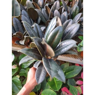 Cây đa búp đỏ ( chậu 3 thân  )