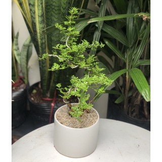 Cây Cần Thăng Bonsai mini Size Dáng Đa Dạng Size để bàn Ưa Nắng Vừa