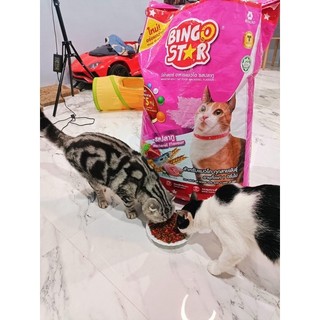Bingostar cat 1kg Thailand