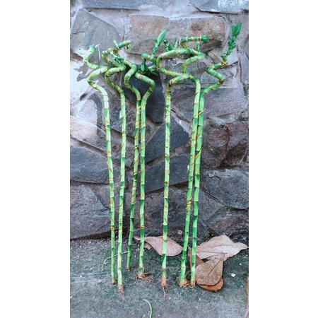 Trúc Phát Tài Xoắn