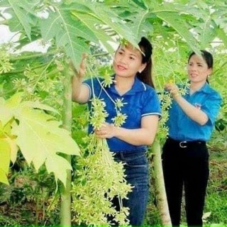 1 Kg hoa đu đủ đực sấy lạnh