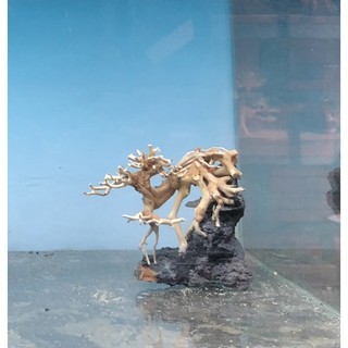 Bonsai thủy sinh dáng thác đổ