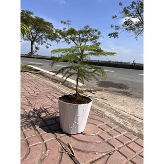 Cây Tùng Bách Tán để trưng bàn