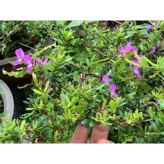 phân hữu cơ Jord (Na Uy)