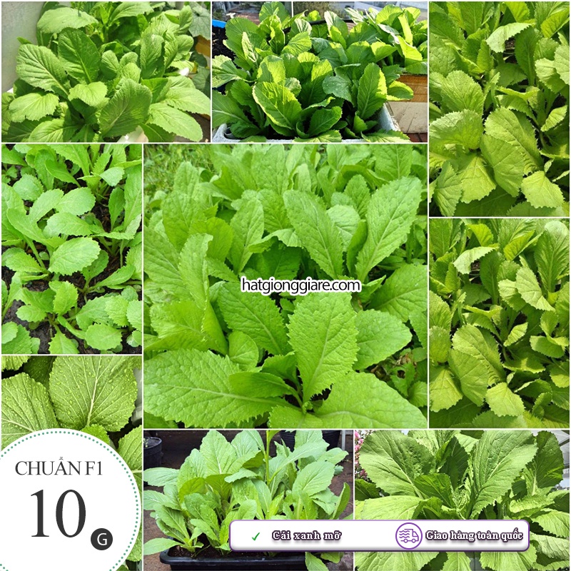 Hạt giống Rau Cải Xanh - 10 Gram