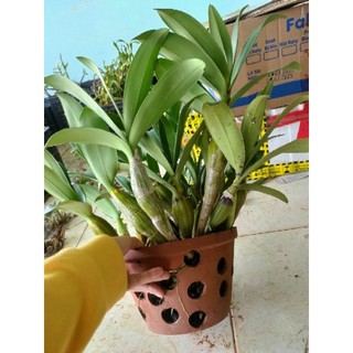 chậu sơn thủy tiên hoa tết to đẹp