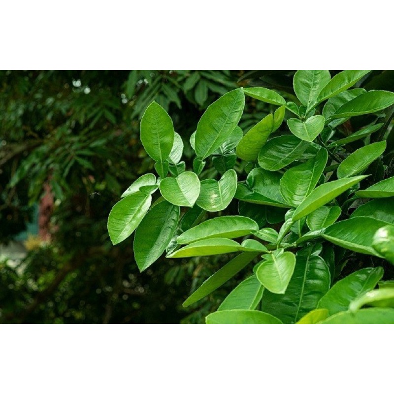 500 gram Lá bưởi tươi vườn nhà, đặt hàng mới hái