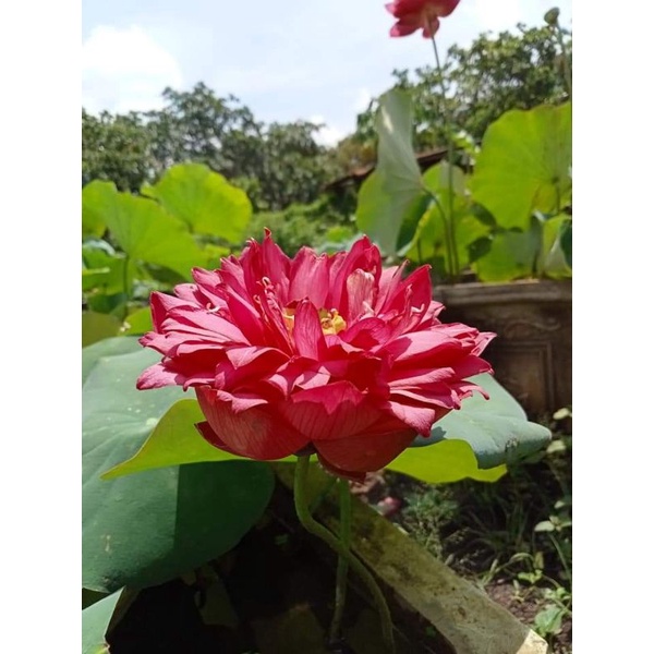 Củ hoa sen thúy túy hồng an