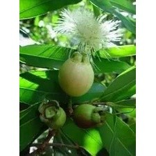 Cây giống mận lý (siêu sớm có bảo hành)