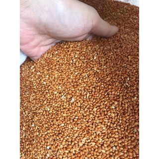 1kg hạt kê đỏ to