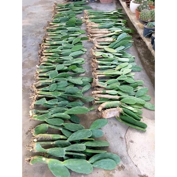 Xương rồng tai thỏ