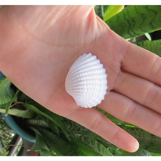 Vỏ sò huyết trắng ( 100g)