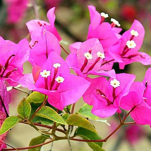 Phân Bón Béo Mập (gói 70g), Mập Thân Nở Gốc, Dinh Dưỡng Cần Thiết Cho Cây Trồng Phát Triển