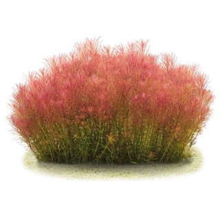 Rotala wallichi - cây luân thảo đỏ - cây thủy sinh cắt cắm