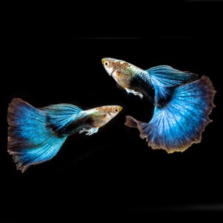 Ca' 7 mà-u hp blue gen chuẩn