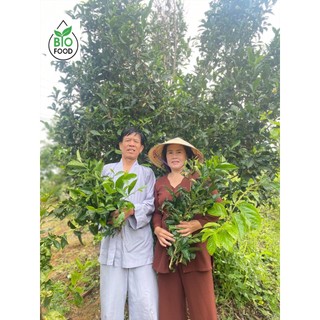 TRÀ TIÊN TRƯỜNG NIÊN (Lá trà tiên, lá trà bancha)