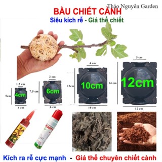 Bầu chiết cành 4cm 6cm 10cm 12cm, rễ lục bình, mụn dừa chiếc cành, kích rễ