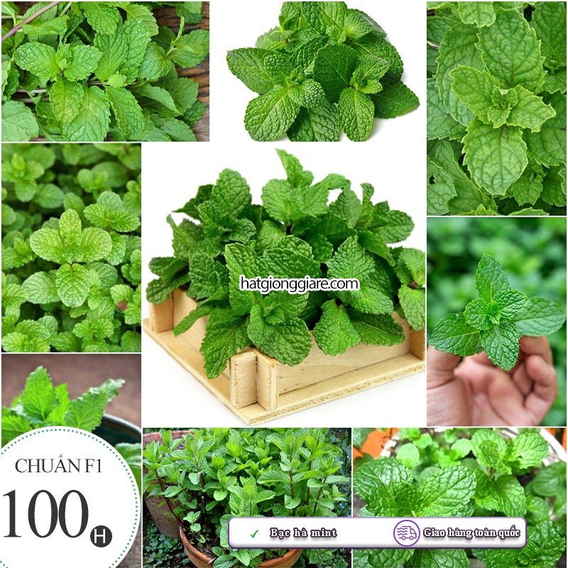 Hạt giống Bạc Hà Mint ( Húng Lủi Âu ) - 100 hạt