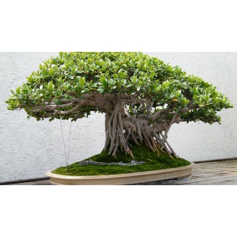 hạt giống Cây Đa Cảnh Bonsai cây bonsai đẹp 10 hạt SHOP MỚI KHYẾN MẠI GIÁNG SINH