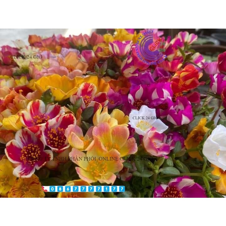 1 Ký Cành Giống Hoa Mười Giờ SAM ĐƠN Chuẩn SAM THÁI Nhập Khẩu Hoa To 150 Màu 0817774747