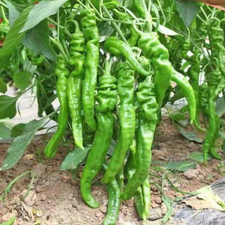 Gói 30 hạt giống ớt nhăn ( ớt cá ngựa)