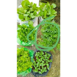 10 cây đu đủ tứ quý