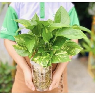 Cây trầu bà trồng thuỷ sinh được