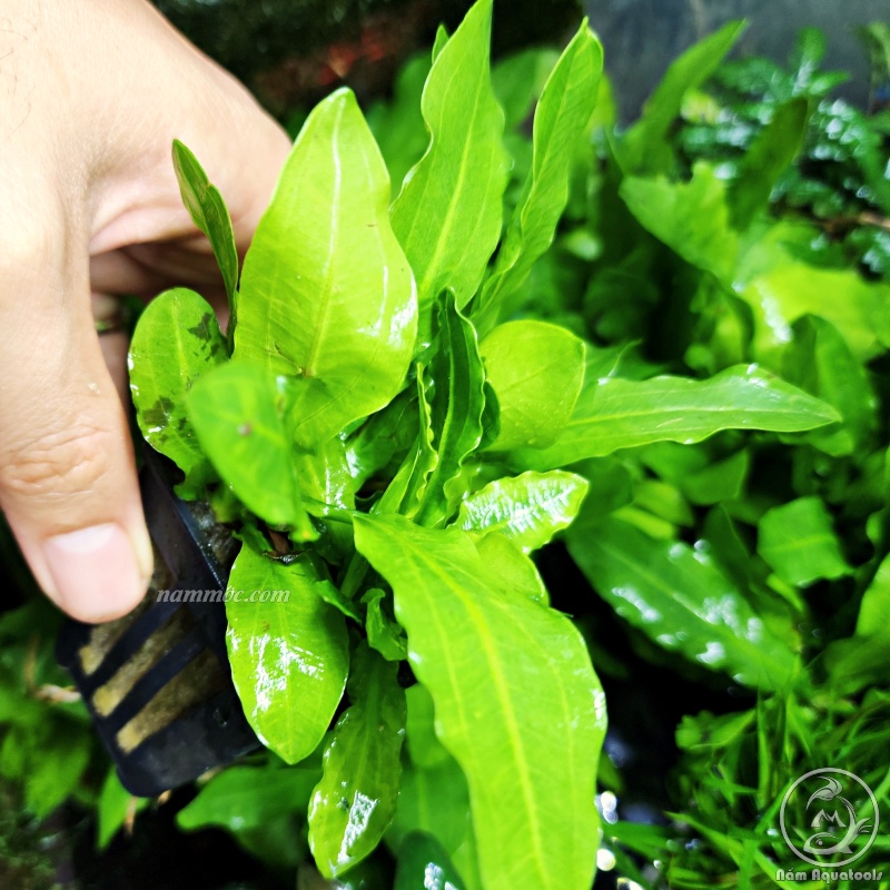 Cây Trầu Hoàng Quân | Cây Thuỷ Sinh Dễ Trồng, Không Cần CO2