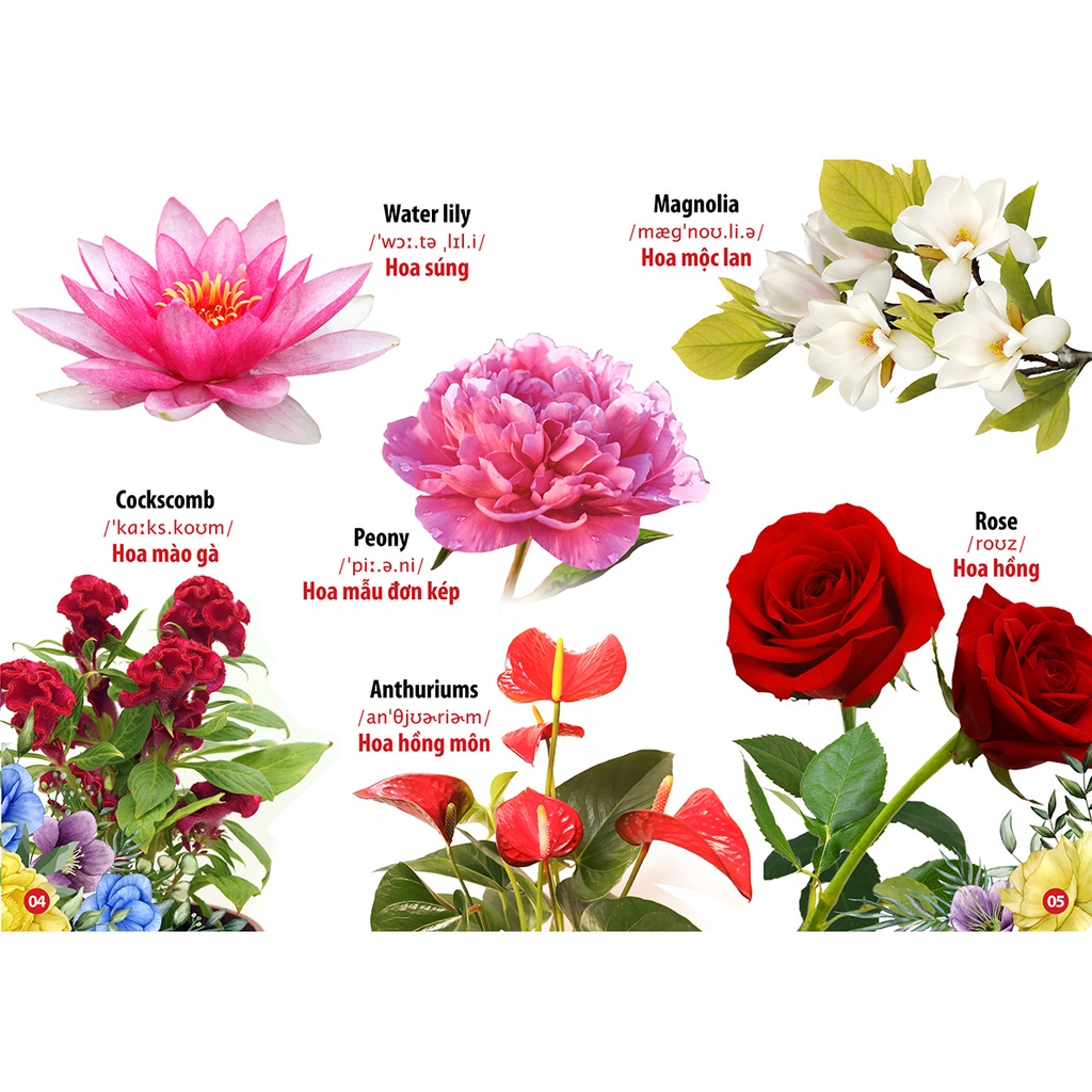 Sách Từ Điển Bằng Hình Hoa Rau Củ Quả
