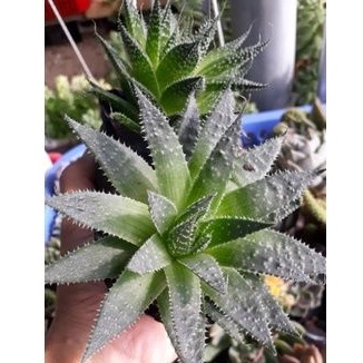 Haworthia Arachnoidea/Sen đá sao biển