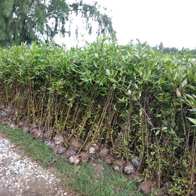 Cây Bần Chua -lz6 LOẠI 01