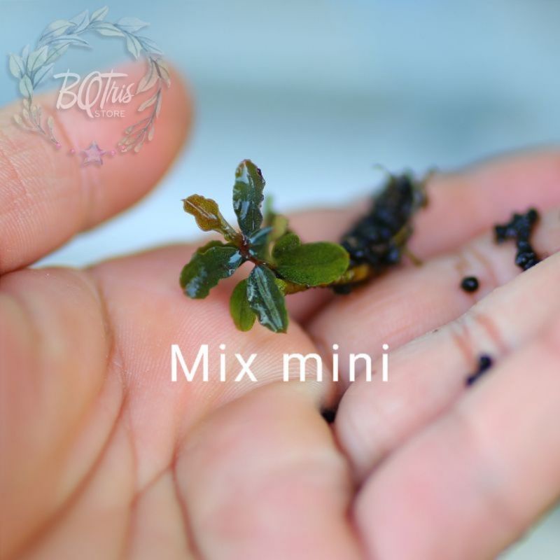 Bucep Mix mini | cây thủy sinh | hàng ngọn | lá cạn | siêu rẻ