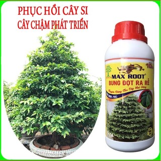 Max Root bung đọt ra rễ mai vàng , phục hồi cây si cực hiệu quả